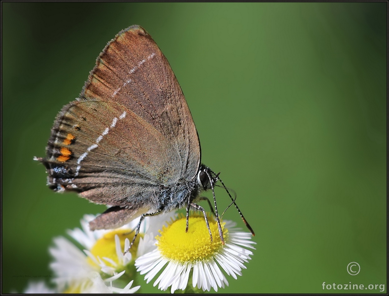 Trninin plavorepac (Plavci) Satyrium spini 7198 Fa BL103662