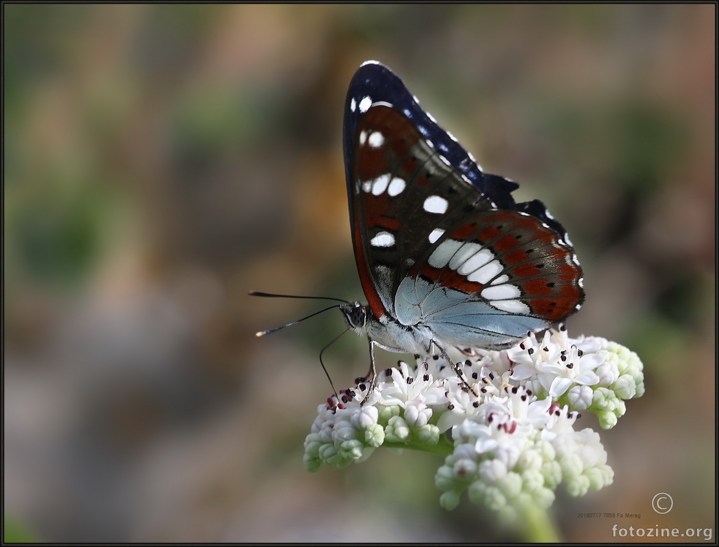 Plavi admiral Limenitis reducta 7858 Fa