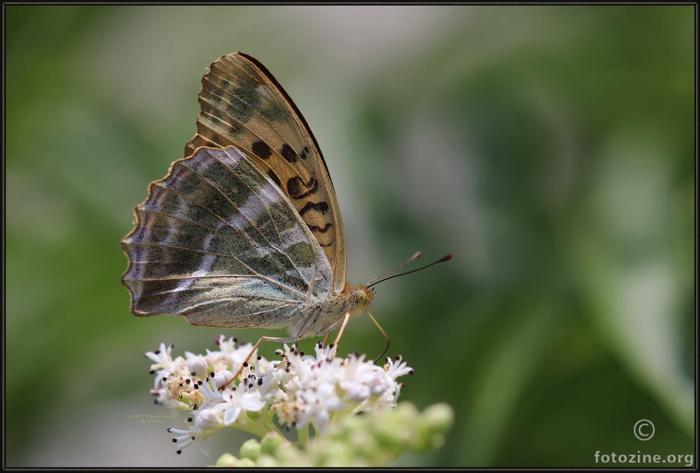 Srebnopisana sedefica Argynnis paphia 6713 Fa