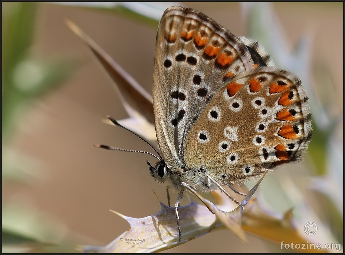 Nebeskomodri plavac. Ženka. Polyommatus ili Lysandra bellargus 7188 Fa