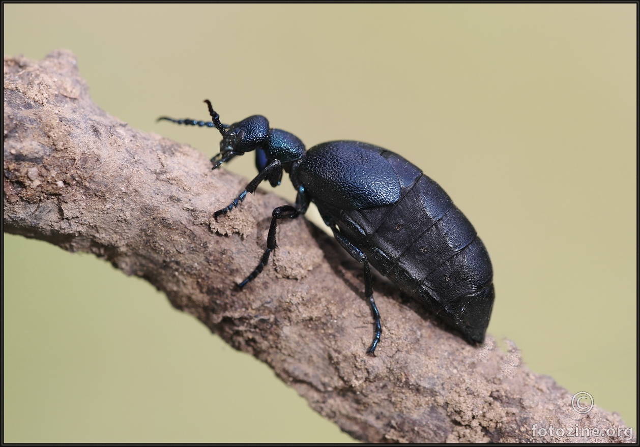 Ženkica uljnog kukca - najotrovnijeg insekta u Europi - Iznad Rijeke. 