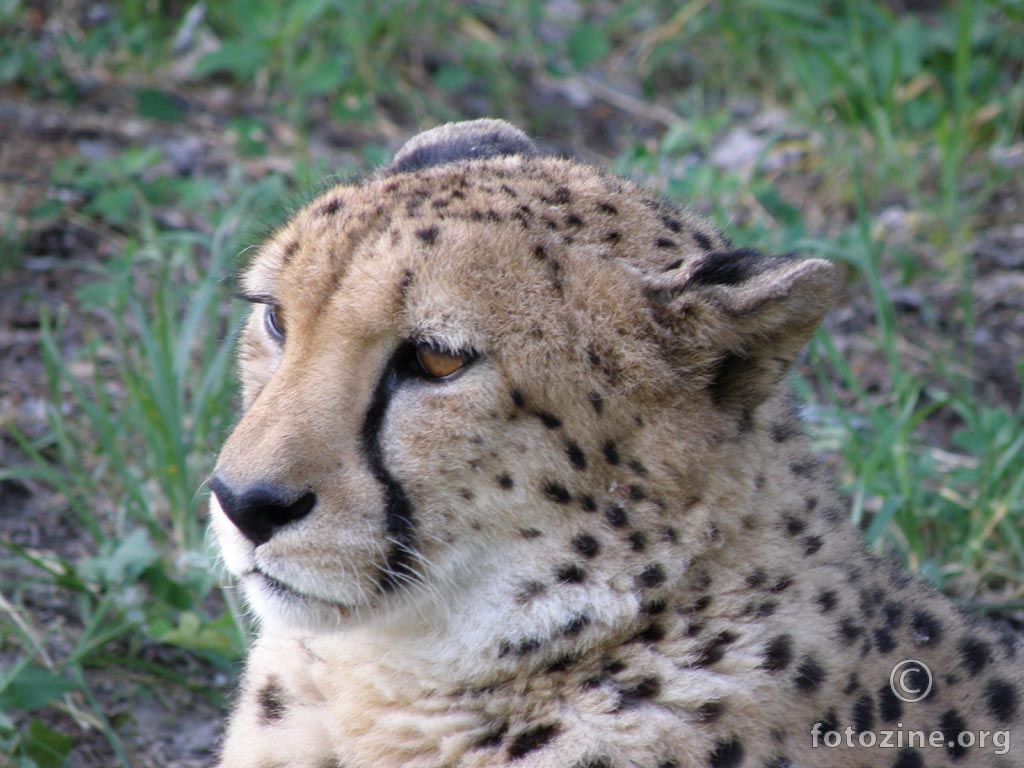 Gepard