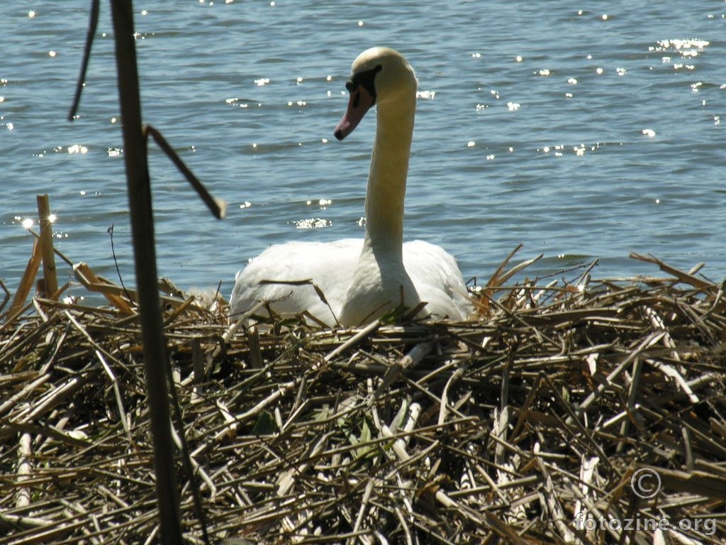 Labudica na leglu