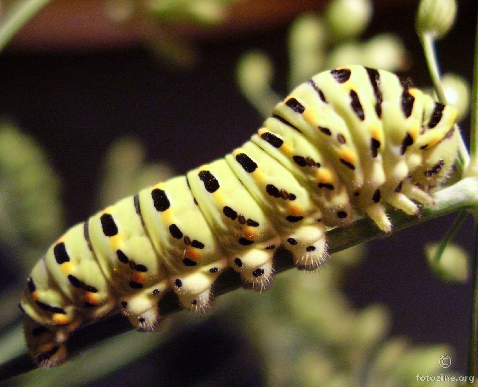 Gusjenica - Papilio machaon