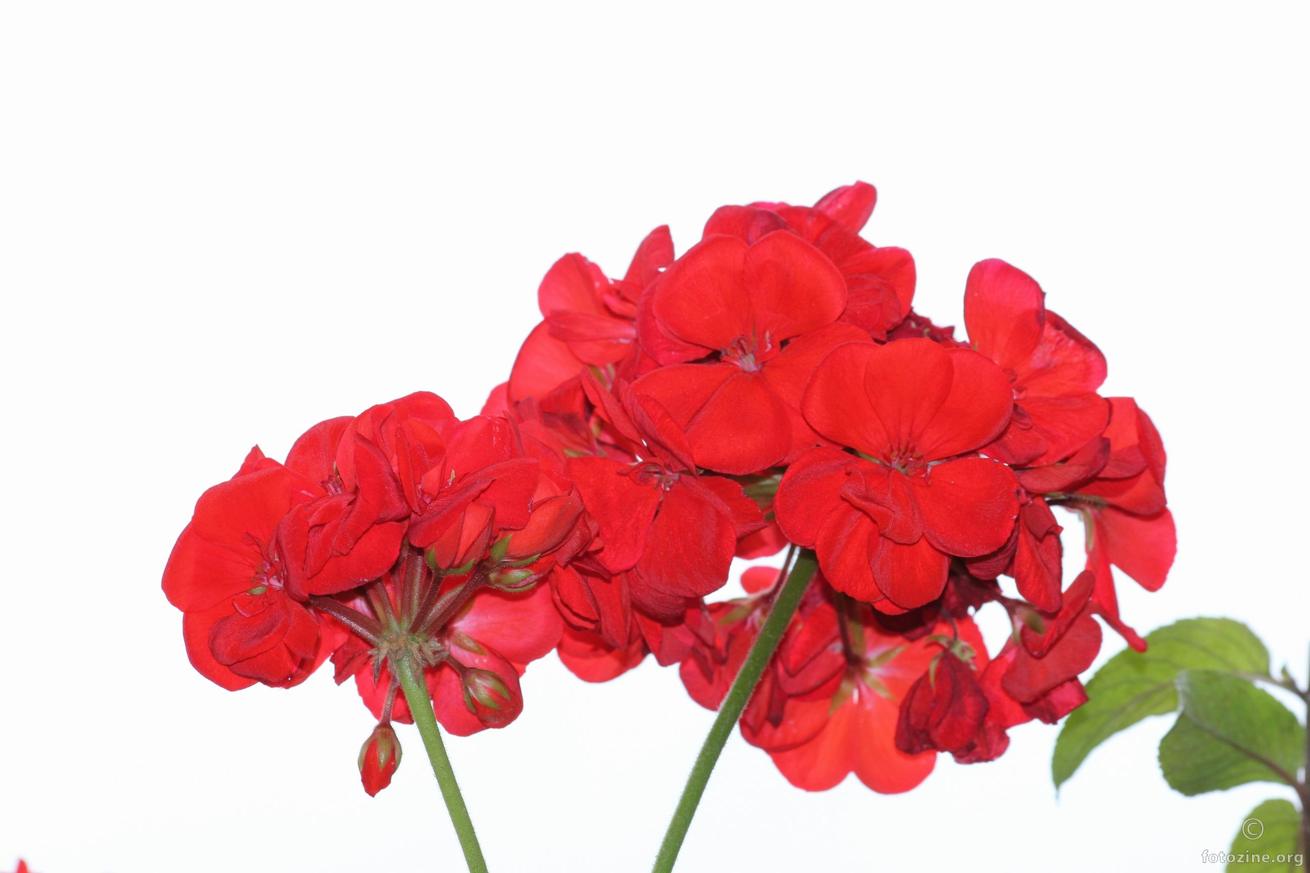 Pelargonija