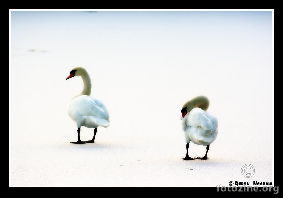 2Swan...