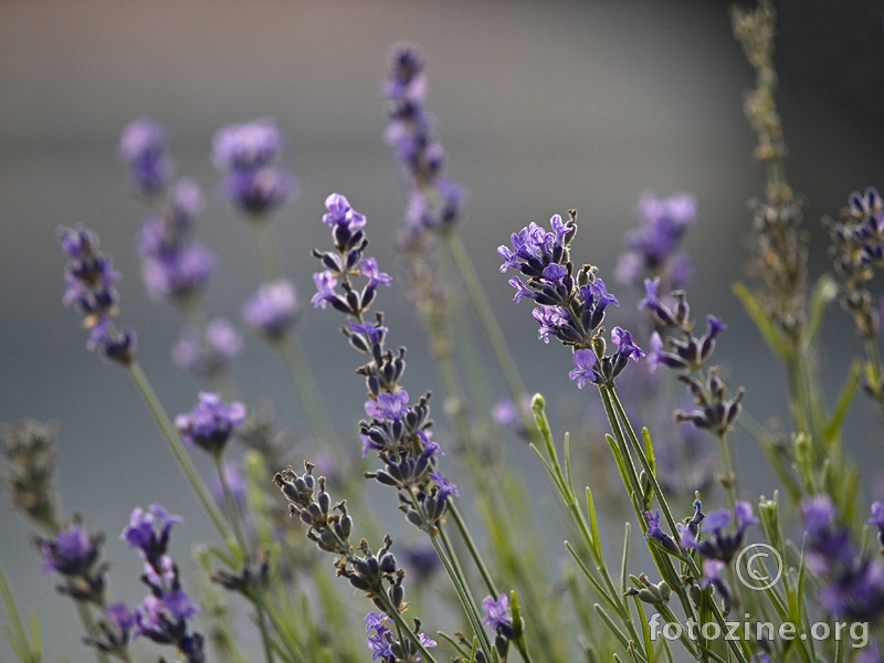 Lavanda 