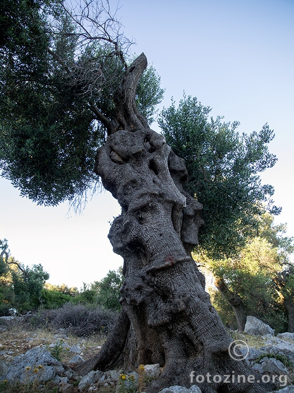 lunski totem