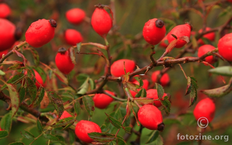 Rosa canina! :)