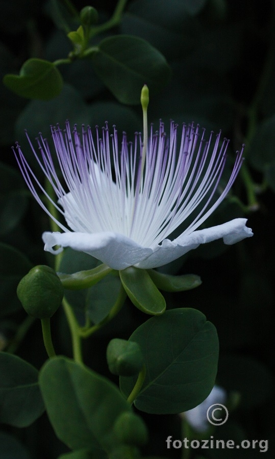 Capparis spinosa! :)