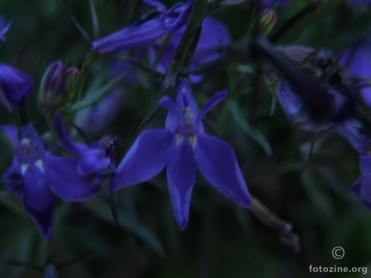 Blue posy