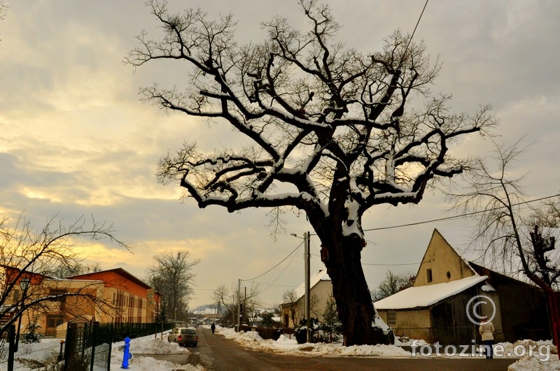 Stari hrast