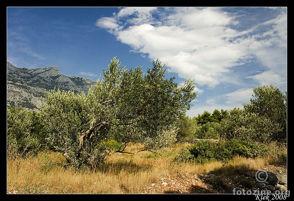 Makarska - Maslina