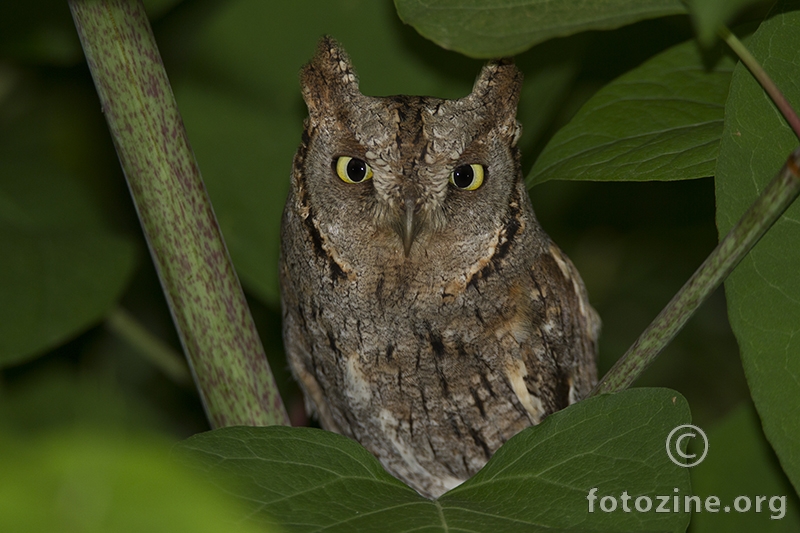 ćuk- Otus scops