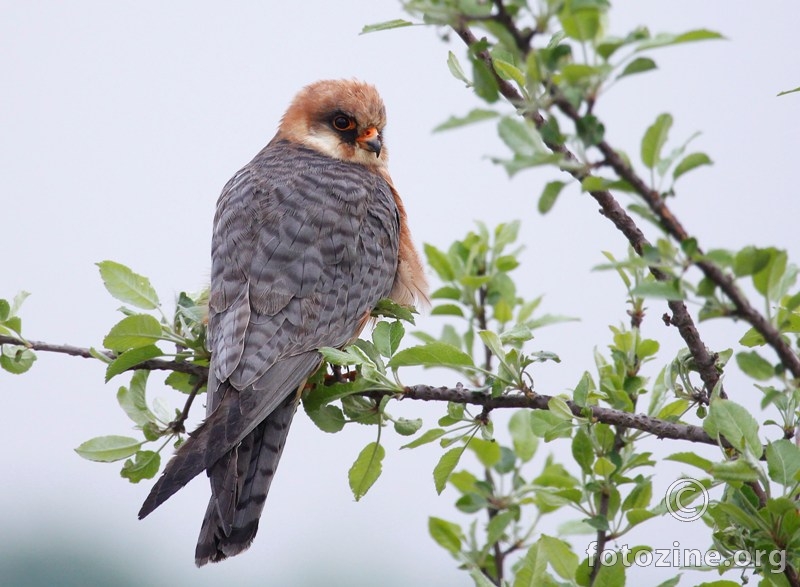 crvenonoga vjetruša- Falco vespertinus