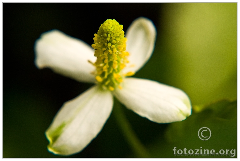 Houttuynia cordata 'Chameleon'