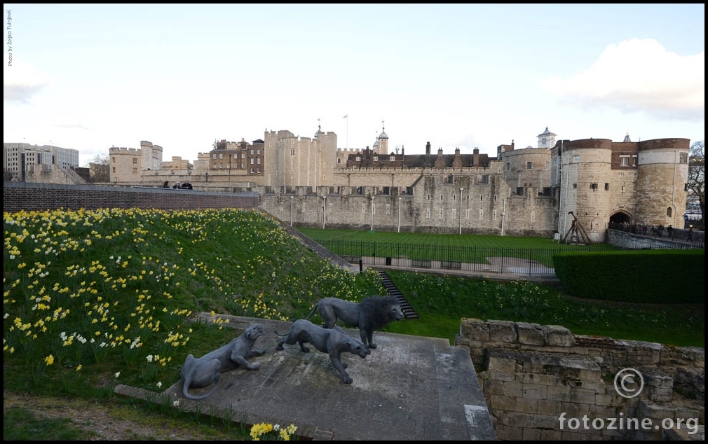 LAV, LAVICE , DAFFODILS & NEŠTO LONDONA BY ŽT