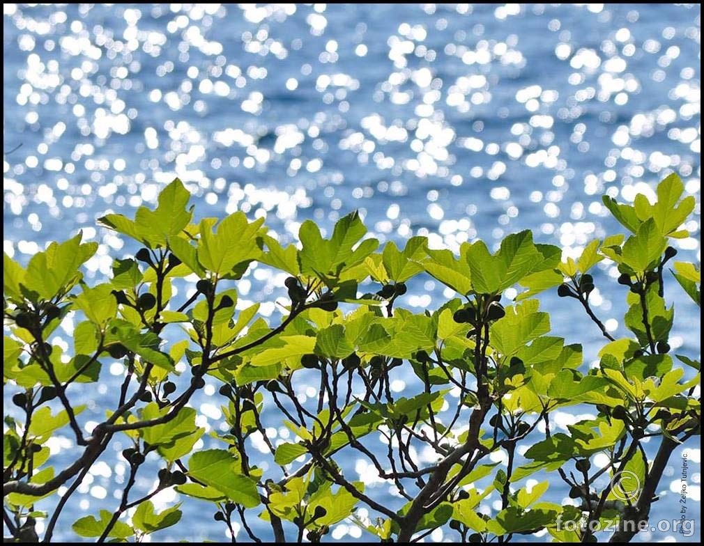 SMOKVA, SUNCE I MORE TVORE FOTOGENIČNE PRIZORE BY ŽT