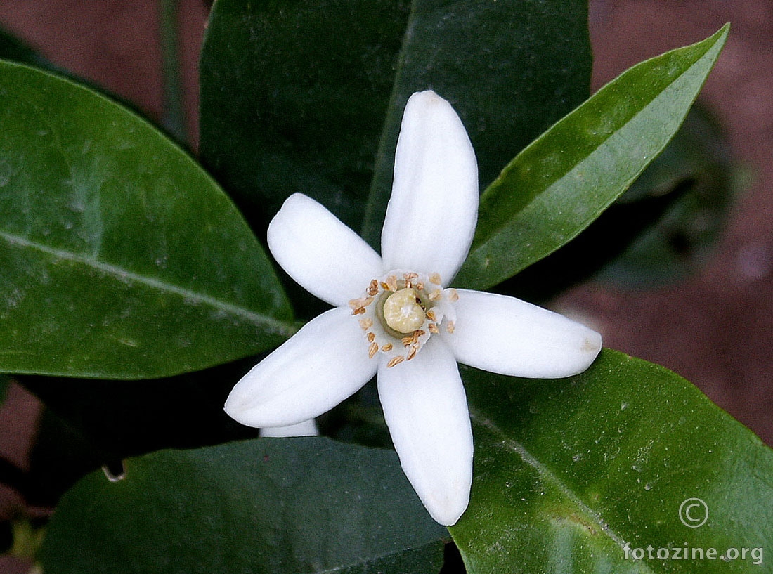 Stephanotis floribunda