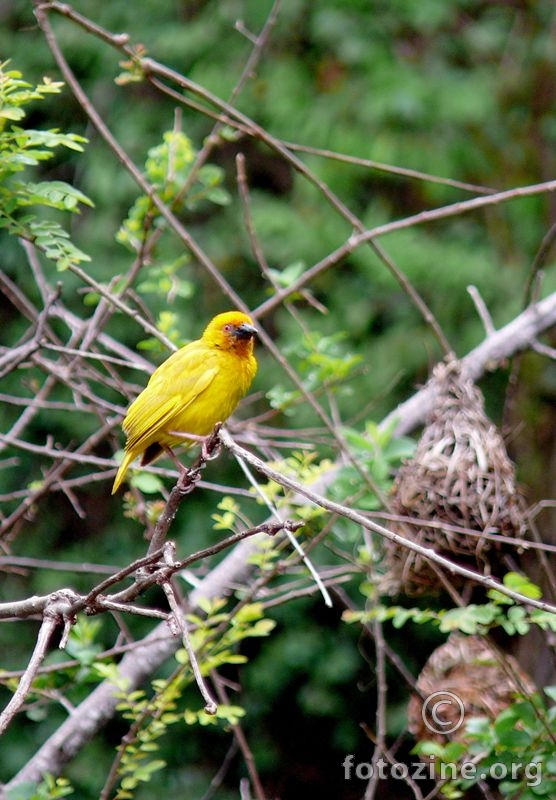 African golden weaver