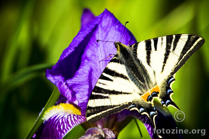 Iphiclides podalirius