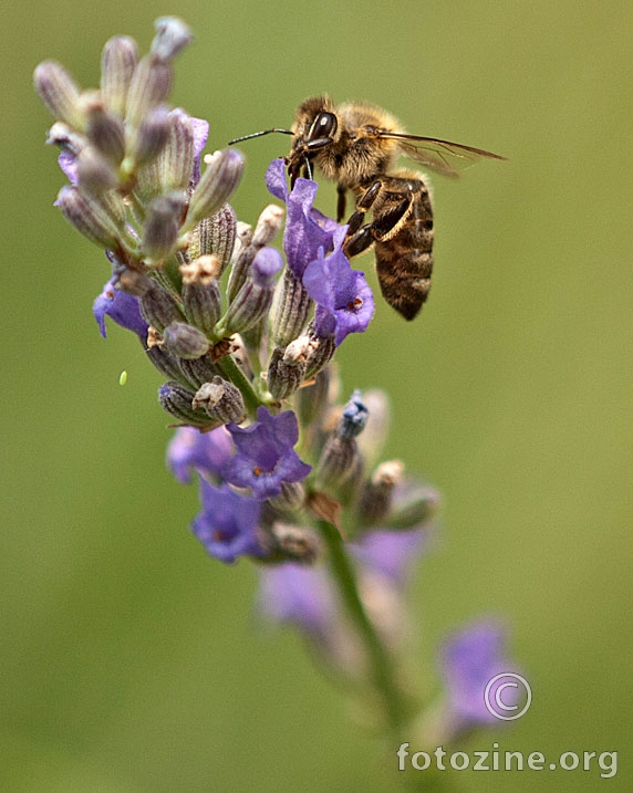 lavanda