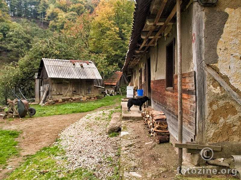 život u zabiti