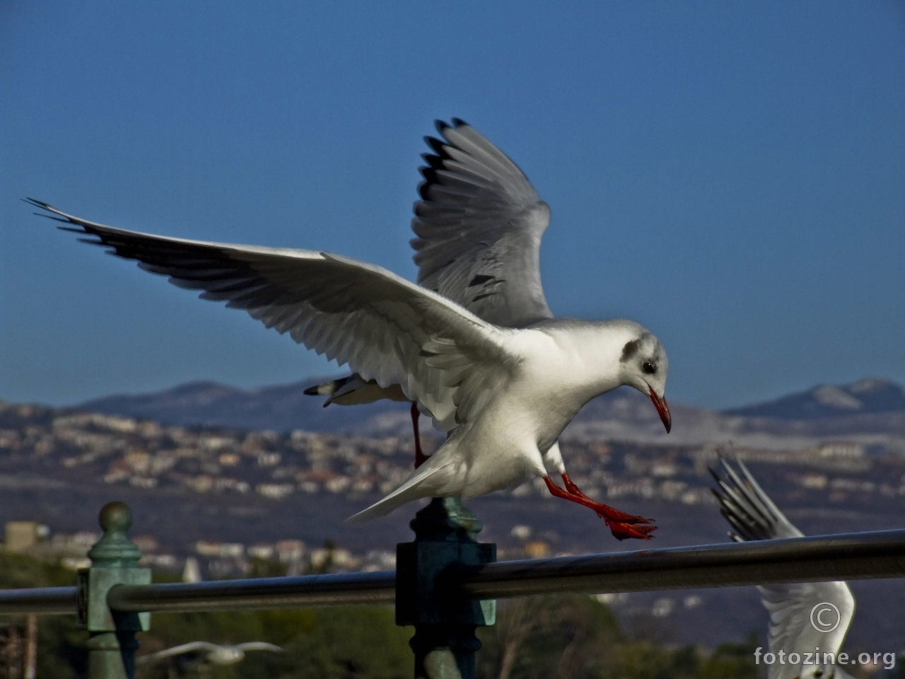 galeb