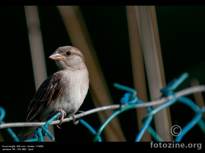 I´m like a Bird...