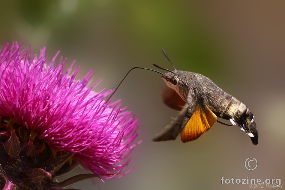 Obična golupka (Macroglossum stellatarum)