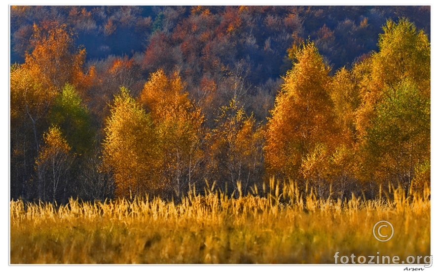 golden forest