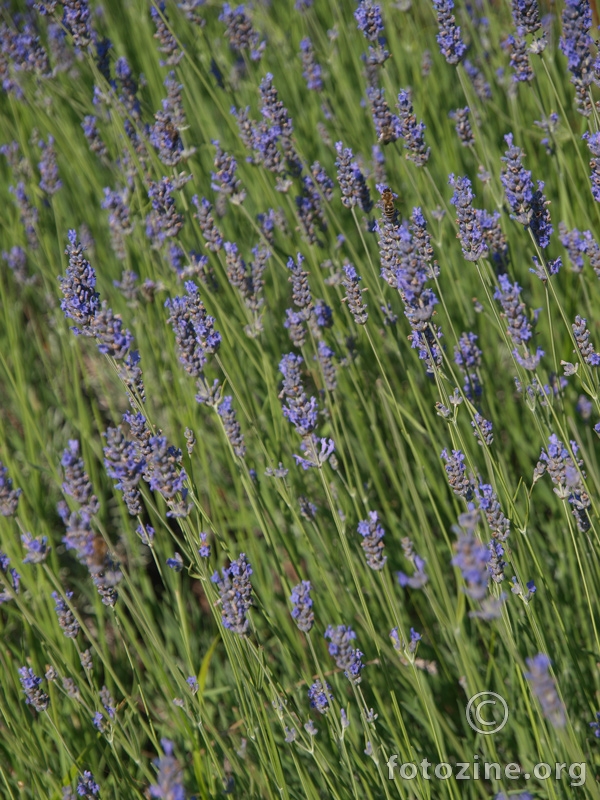 Lavanda