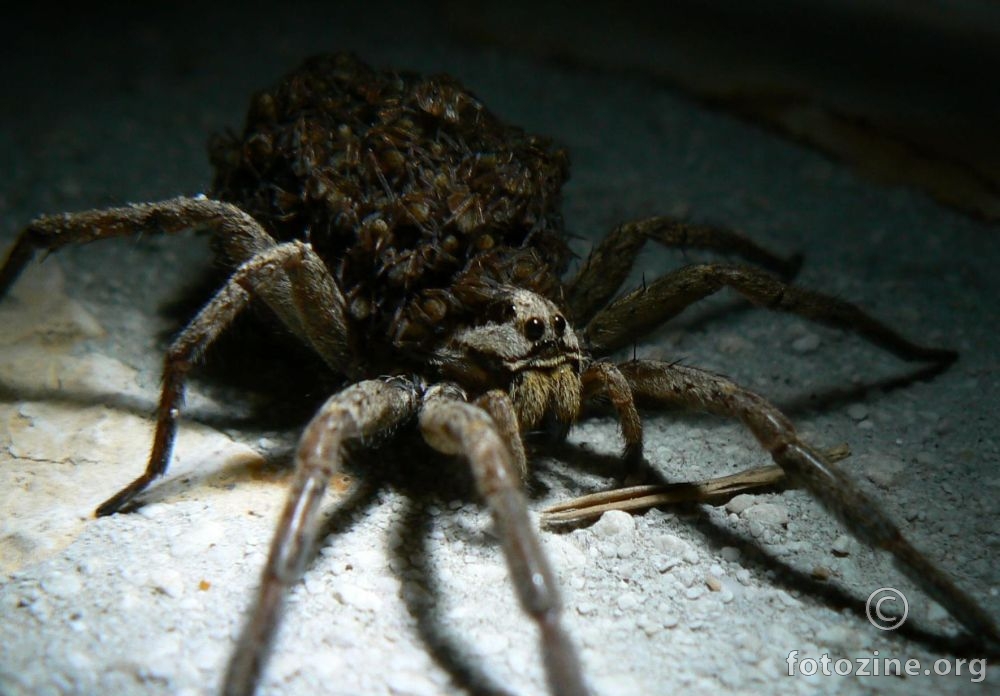 tarantula