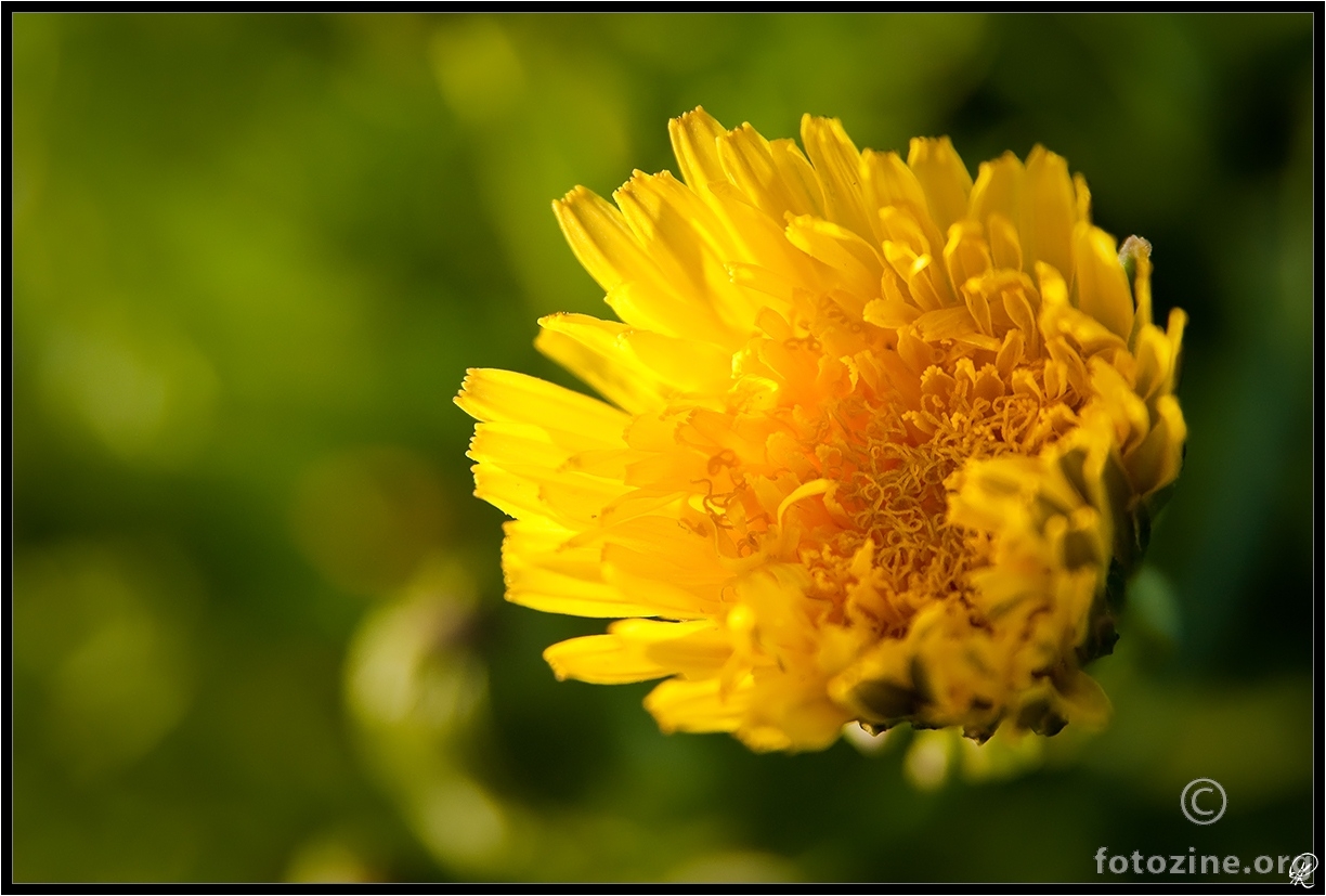 Strobed Dandelion 2