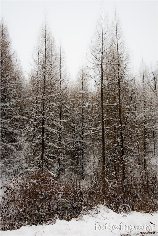 Snow trees