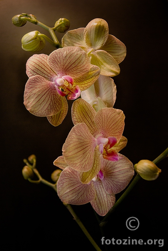 Orchid