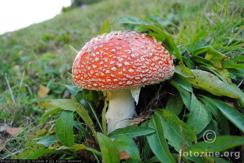 Otrovna muhara - Amanita muscaria