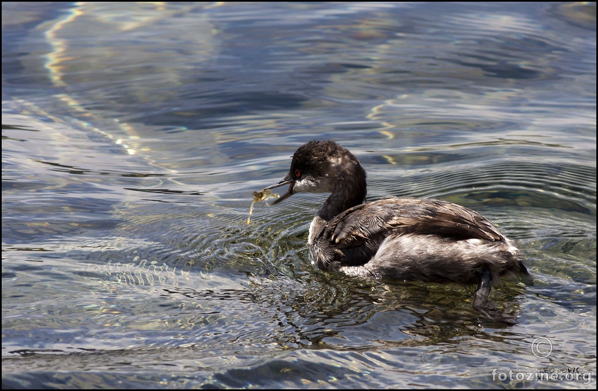 Crnovrati gnjurac (Podiceps nigricollis)