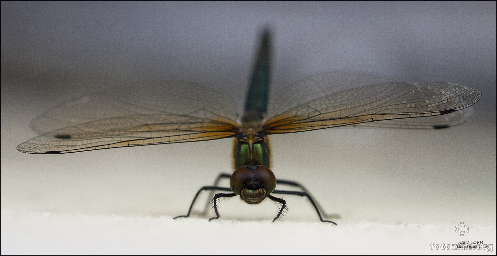 DragonFly