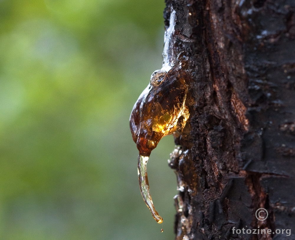 Tree Sap