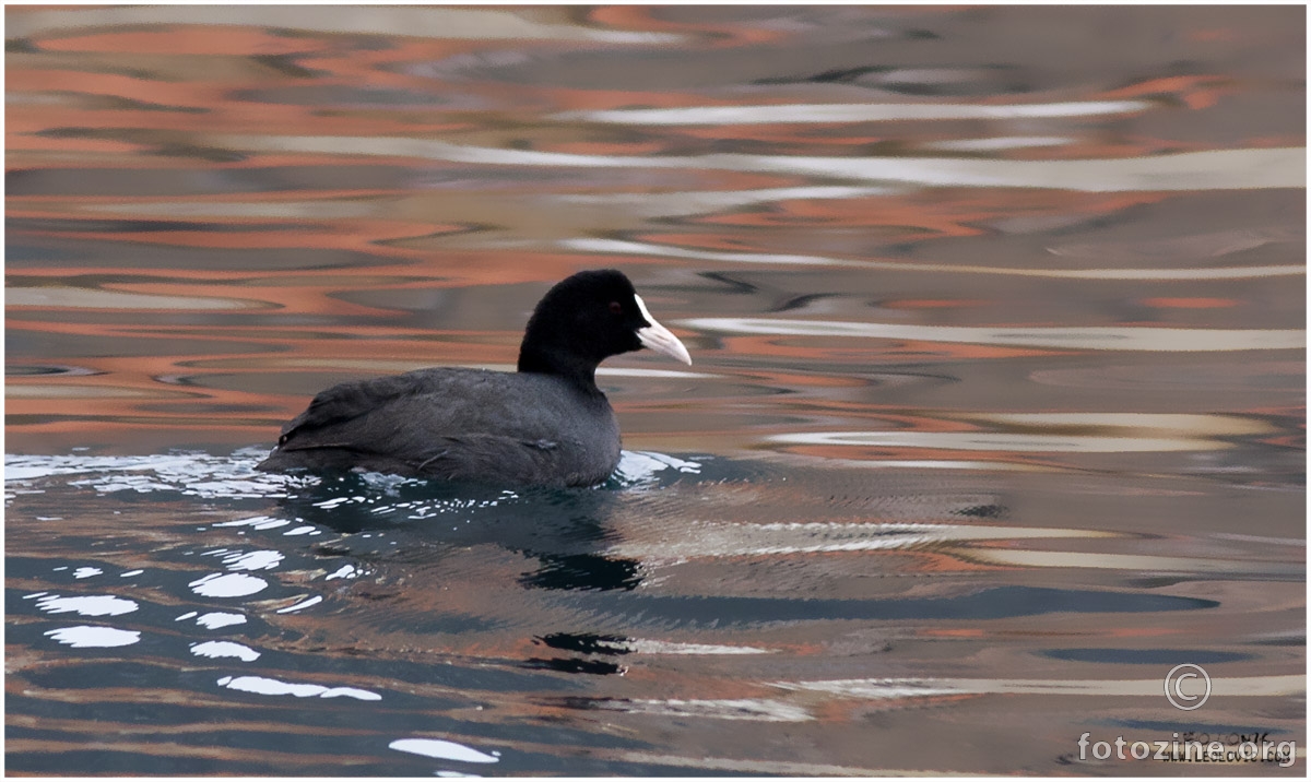 Liska (Fulica Atra)