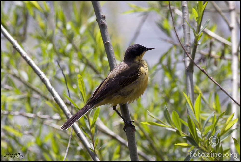 Zuta Pastirica (Motacilla flava)