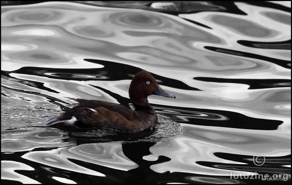 Ferruginous Duck (Aythya nyroca)