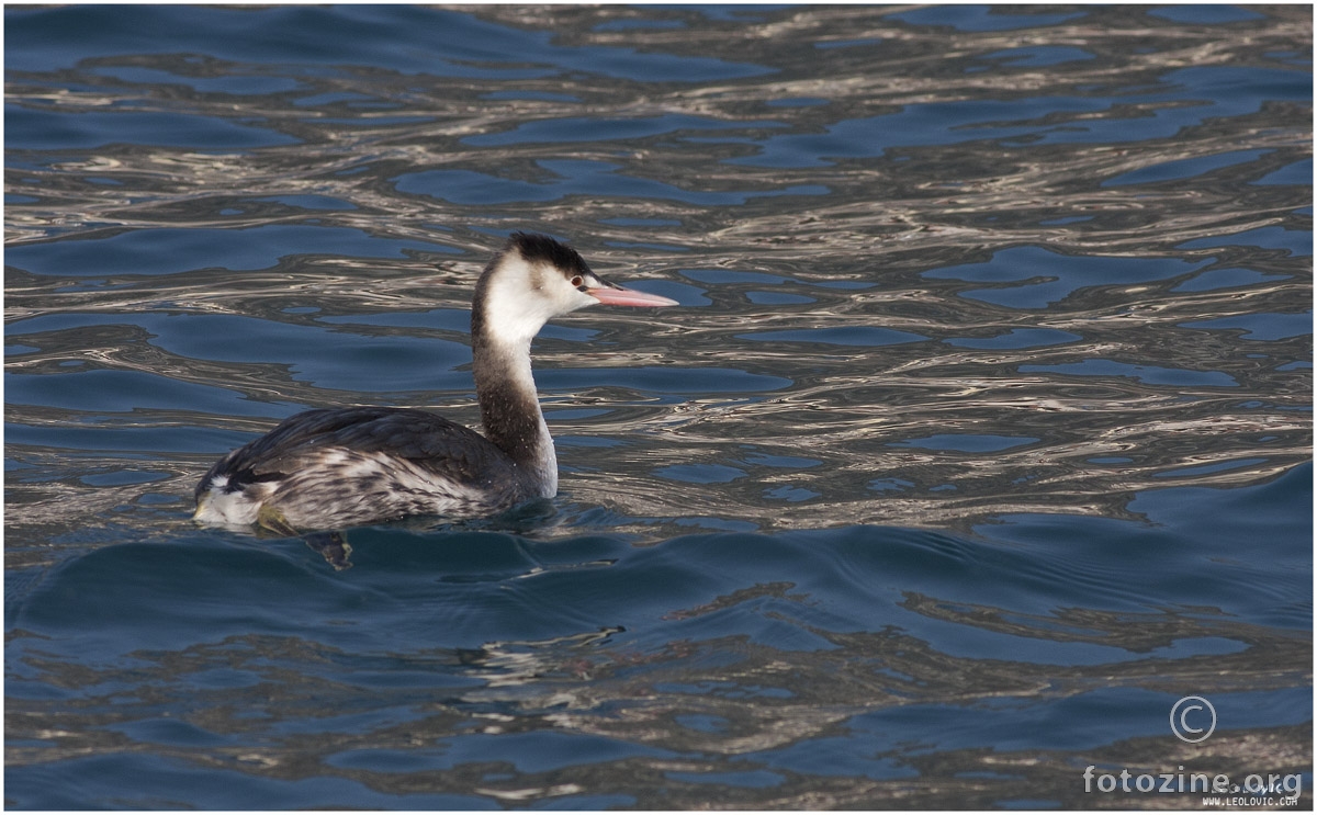 Ćubasti gnjurac (Podiceps cristatus) 