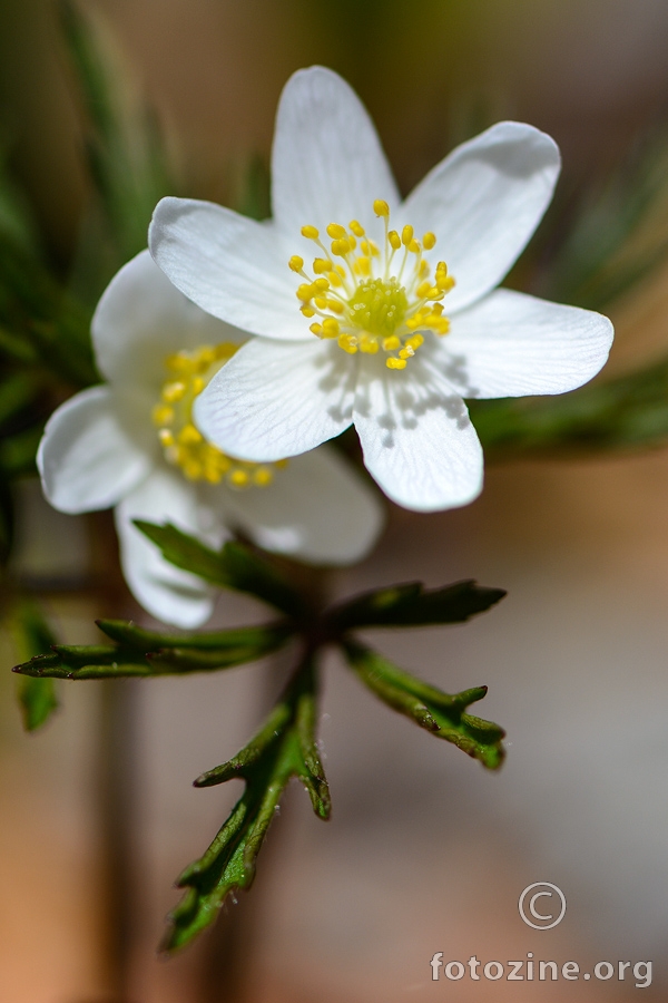 Bijela šumarica