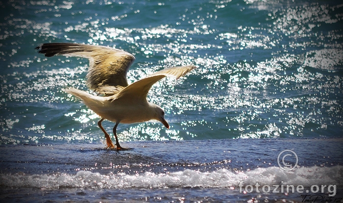 Larus argentatus Pontoppidan (Galeb) III