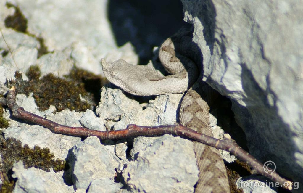 Glasnici proljeca ;-)