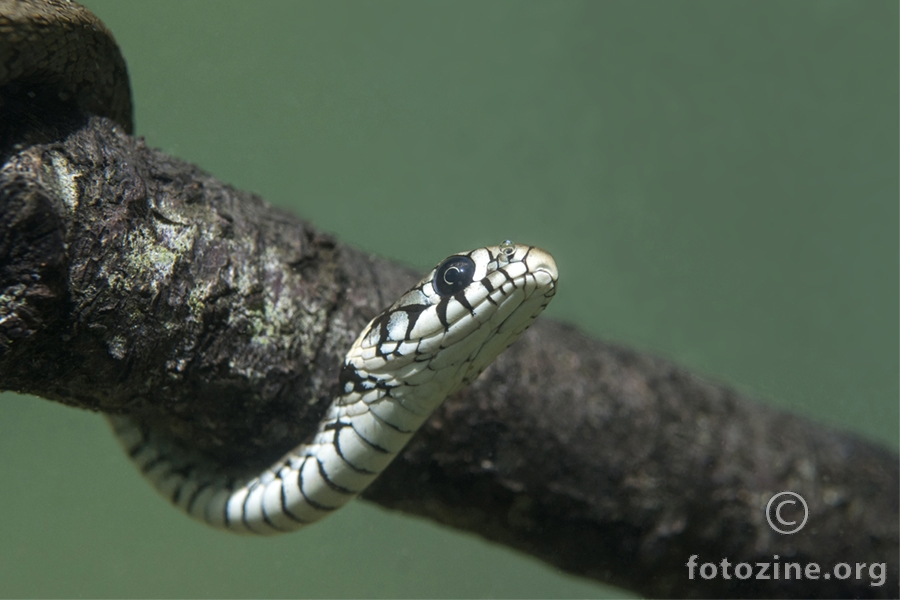 Bjelouška (Natrix natrix)