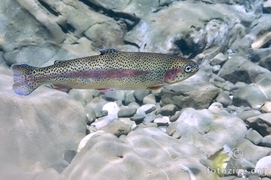 Kalifornijska pastrva (Oncorhynchus mykiss)