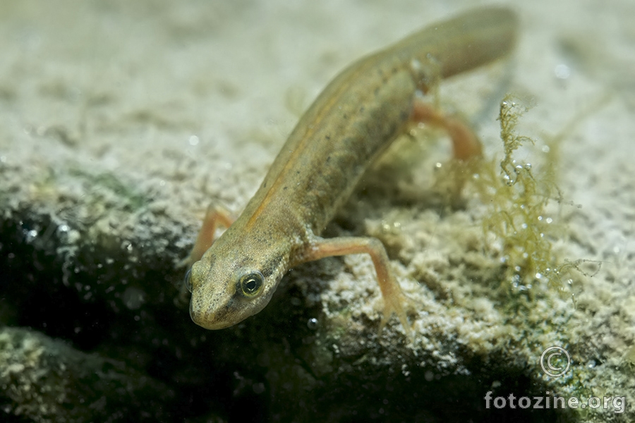 Mali vodenjak (Lissotriton vulgaris )